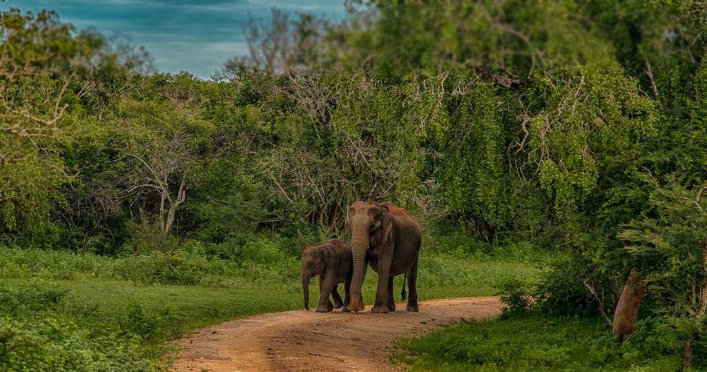 Udawalawa Elephant