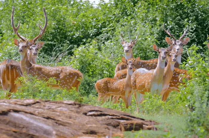 Yala Deer