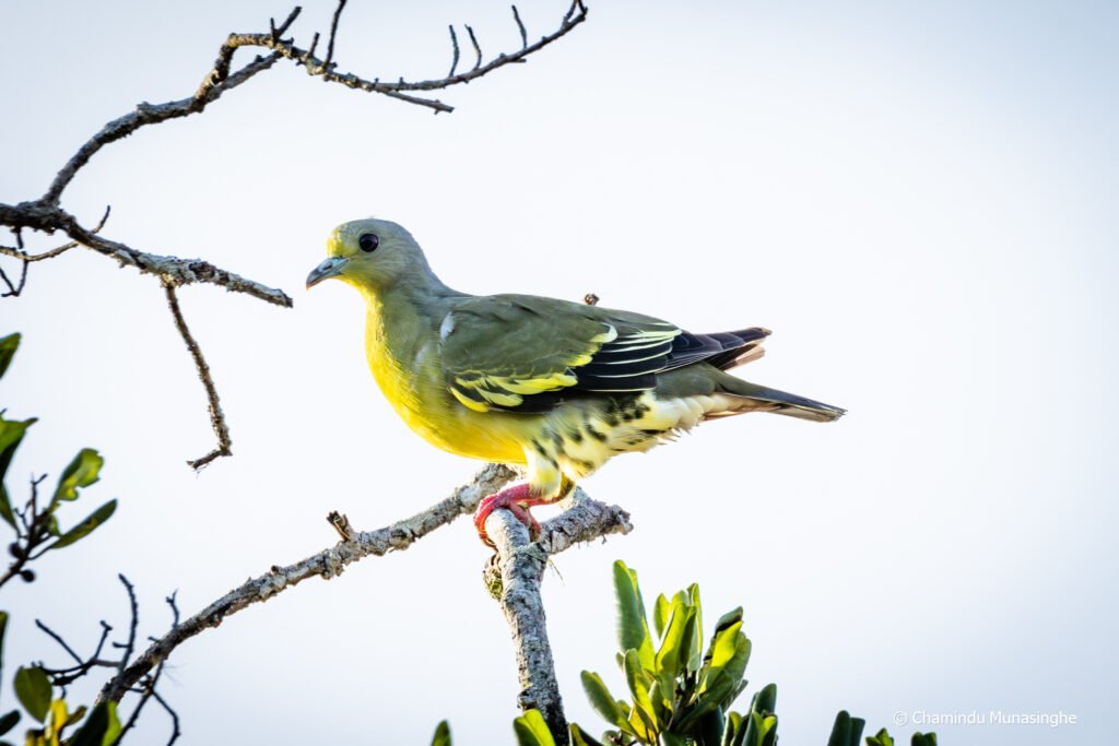 Sri Lanka Green Pigeon