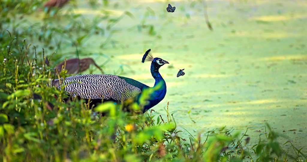 Yala peacocks