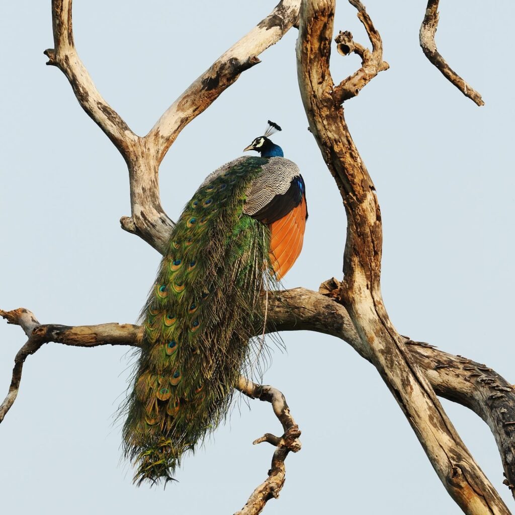 Kuamana peacocks