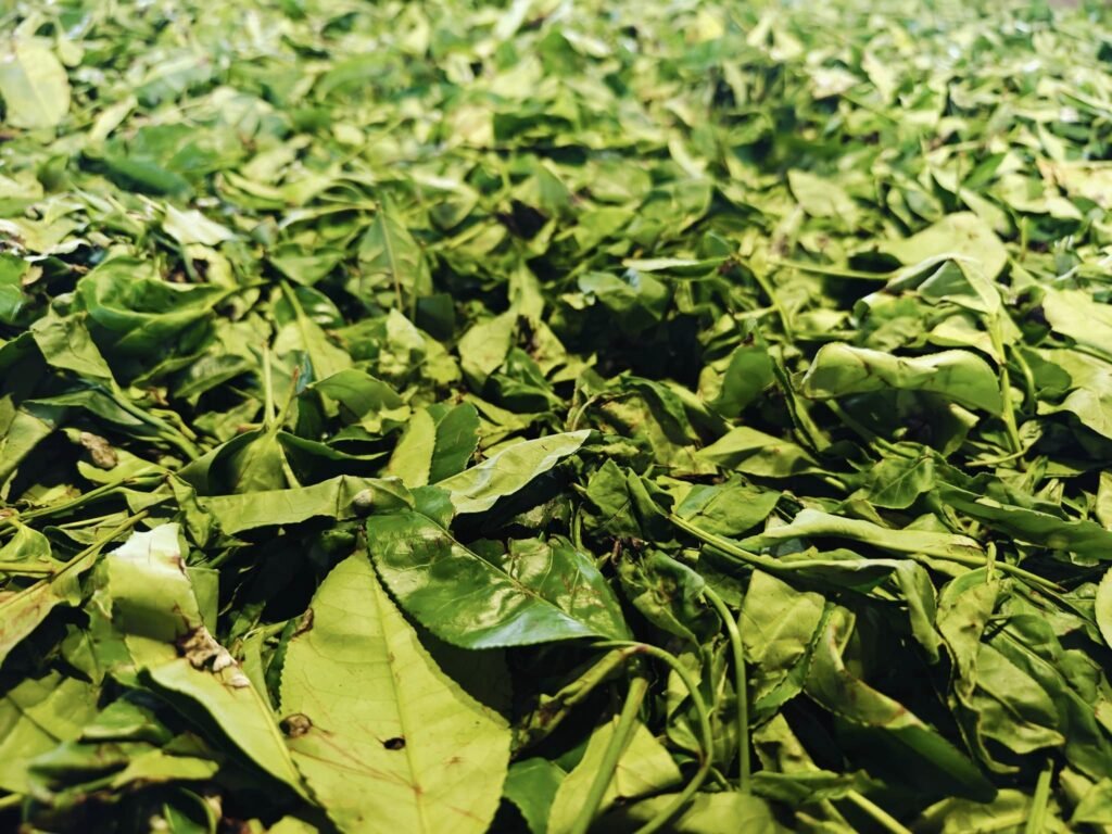 Dry Tea Leaves