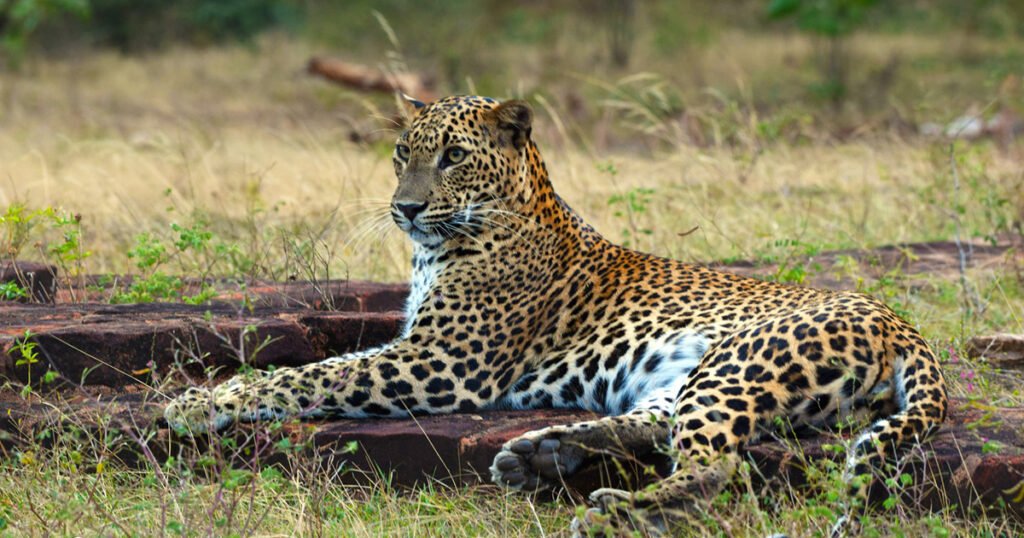Sri Lanka wild Life