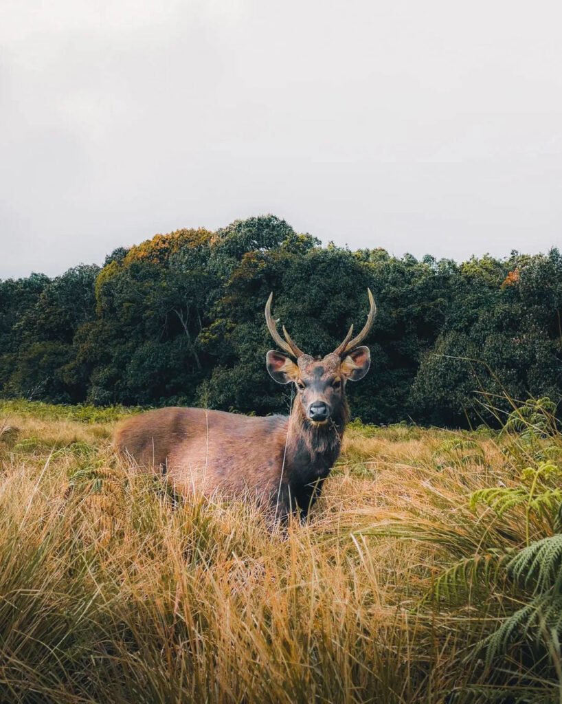 Sambar deer Sri lanka