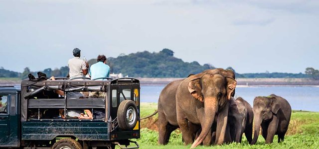 Minneriya Park