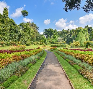 Peradeniya Botanic Gardens Sri Lanka