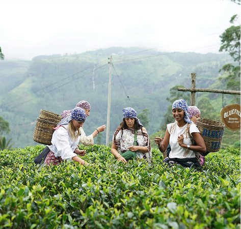 Experience the Tea Plantations in Nuwara Eliya