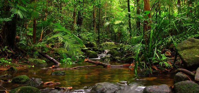 Sinharaja Forest Sri Lanka