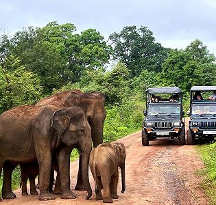 Udawalawa Safari