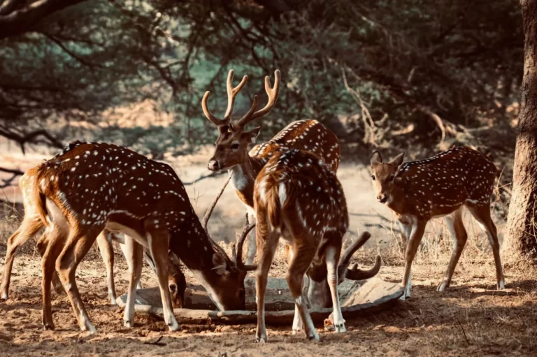 yala-national-park-sri-lanka
